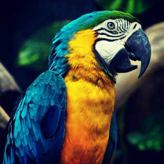 Aves tropicales